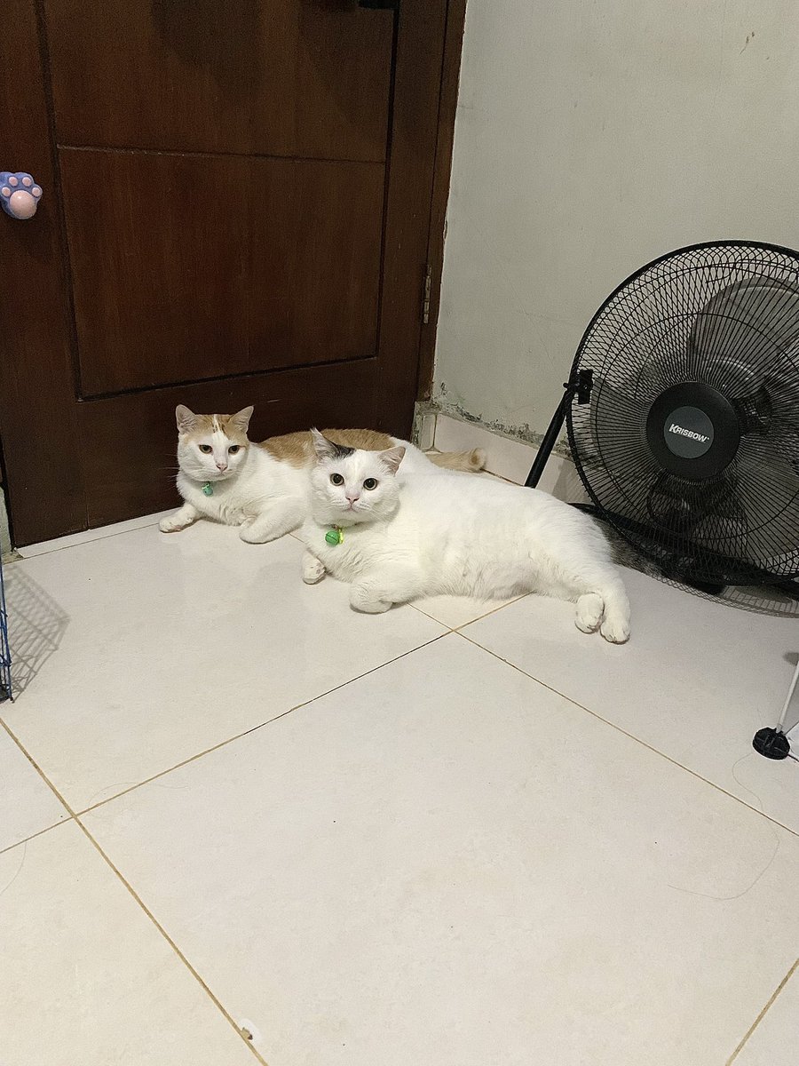 bondsibondd's tweet photo. capa yg kangen cama kita berdua?😘 https://t.co/jGYVH7YDHs