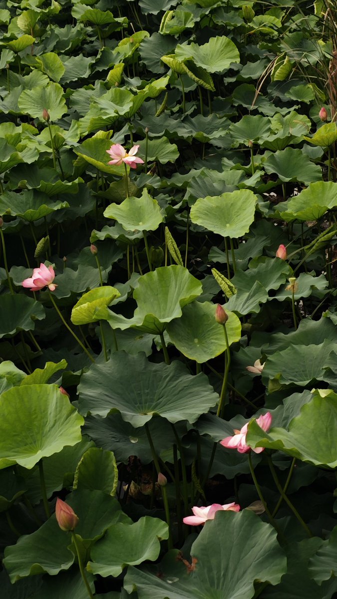 hanhanan86's tweet photo. 夏天的苏州是荷���的季节 https://t.co/RQuRvQ3GY0