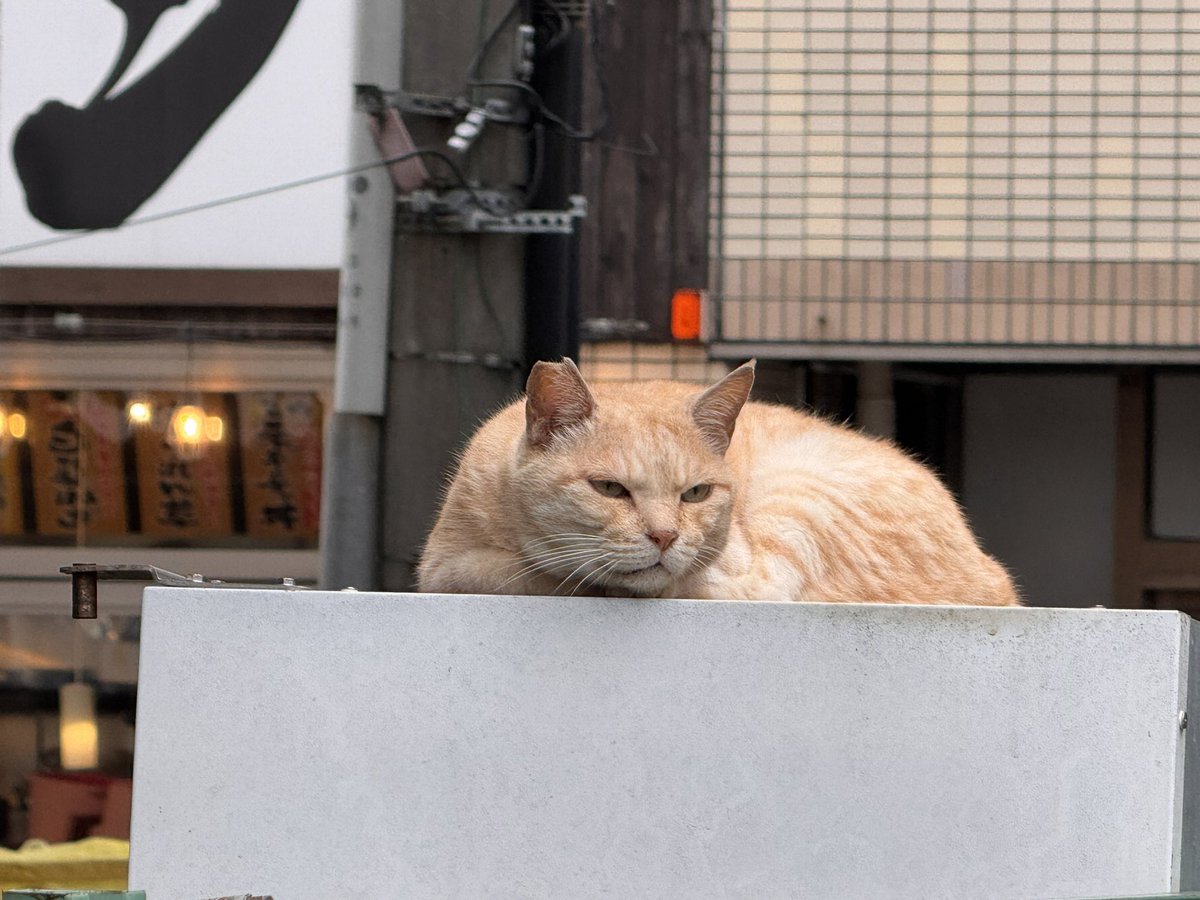 changmaruk's tweet photo. 久々に見た逃げない街ﾈｺﾞﾁﾞｬﾝ
眼福　元気でいてよ https://t.co/p4IFs0Hnit