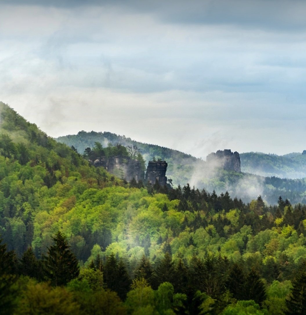 ElsaMessilaElsa's tweet photo. Let’s protect ancient forests: silent guardians of our climate and biodiversity. Every mature tree is a treasure trove of carbon, life, and the future. Together, we can preserve these green lungs for generations to come. Let’s act now: https://t.co/jgN9O0HTB4 https://t.co/QSBfZKmrBk