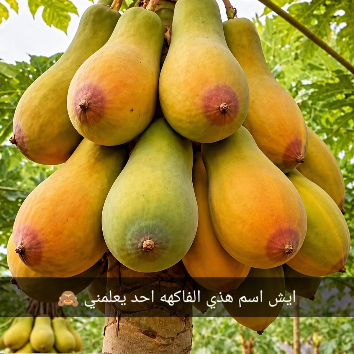 PoroD36641's tweet photo. شو اسم هي الفاكهة https://t.co/mbqcTnHSgd