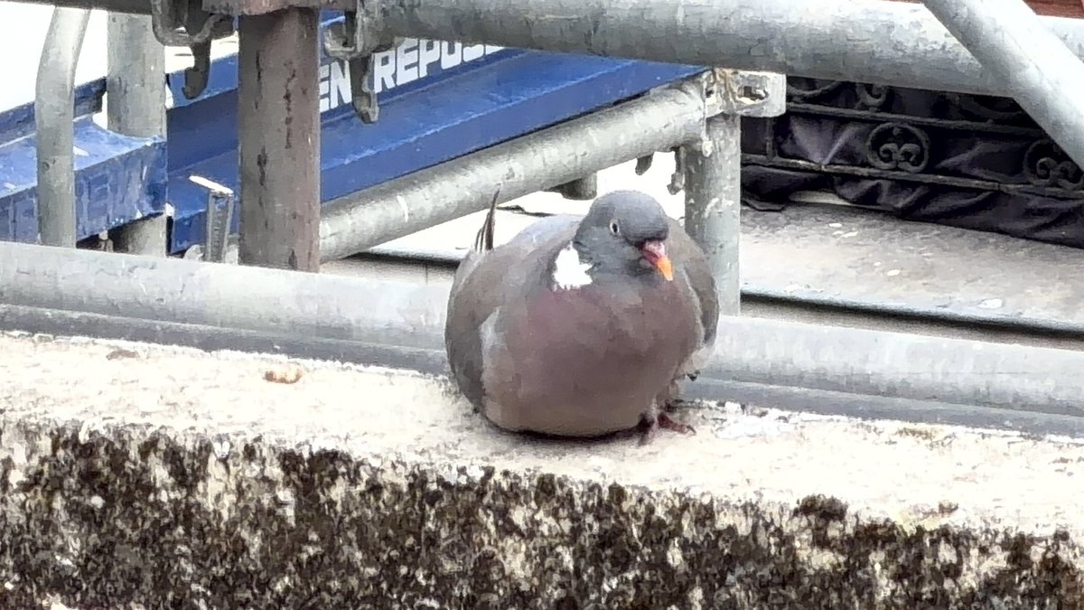 Cardinal_VII's tweet photo. @The_Bunny_Doll Beautiful picture. I trade you the happy pigeon I fed from a rooftop at a Parisian hotel. Incredibly sceptical at first, half an hour later they called four friends https://t.co/c4yV8rJFoZ