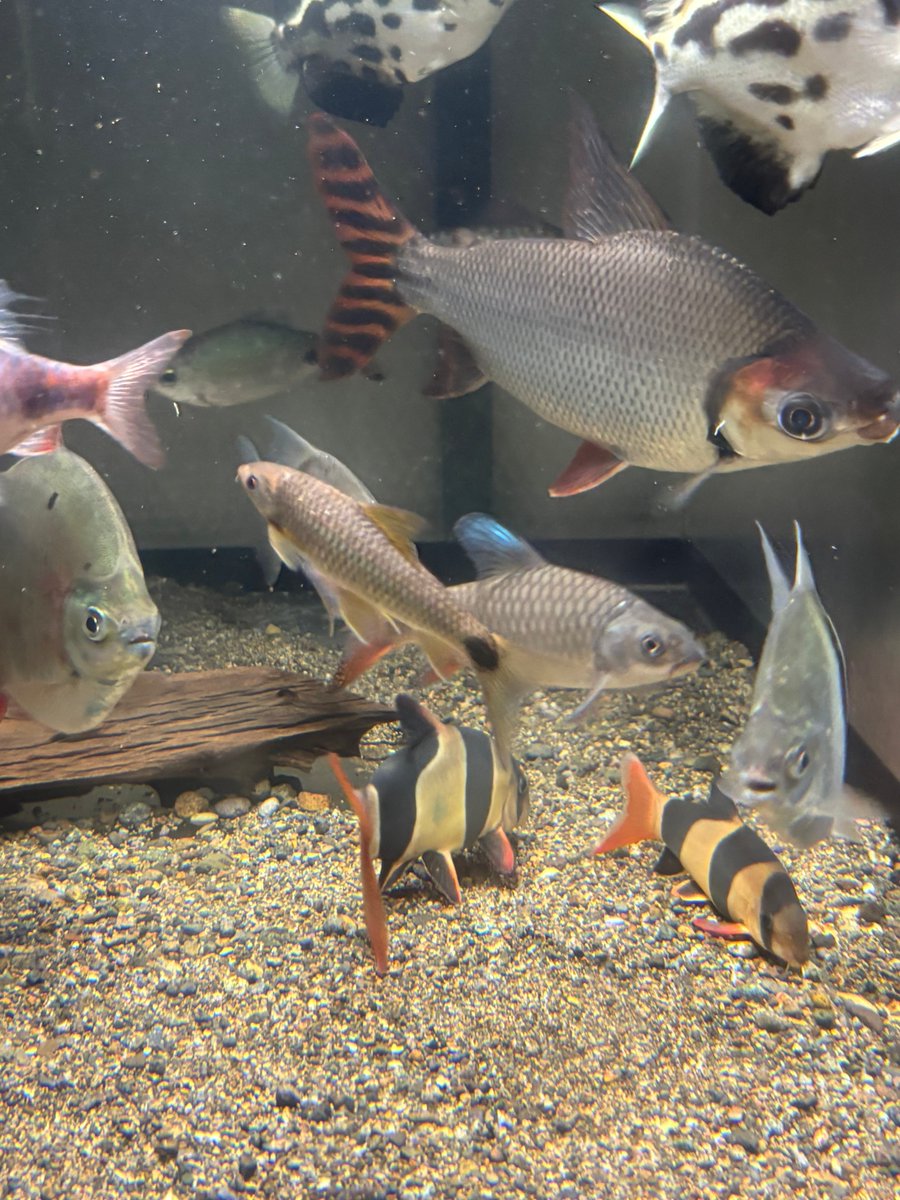 mistralQV's tweet photo. あんまりウチの魚の写真上げることないんだけど、たまには。 https://t.co/BmyfTyk6so