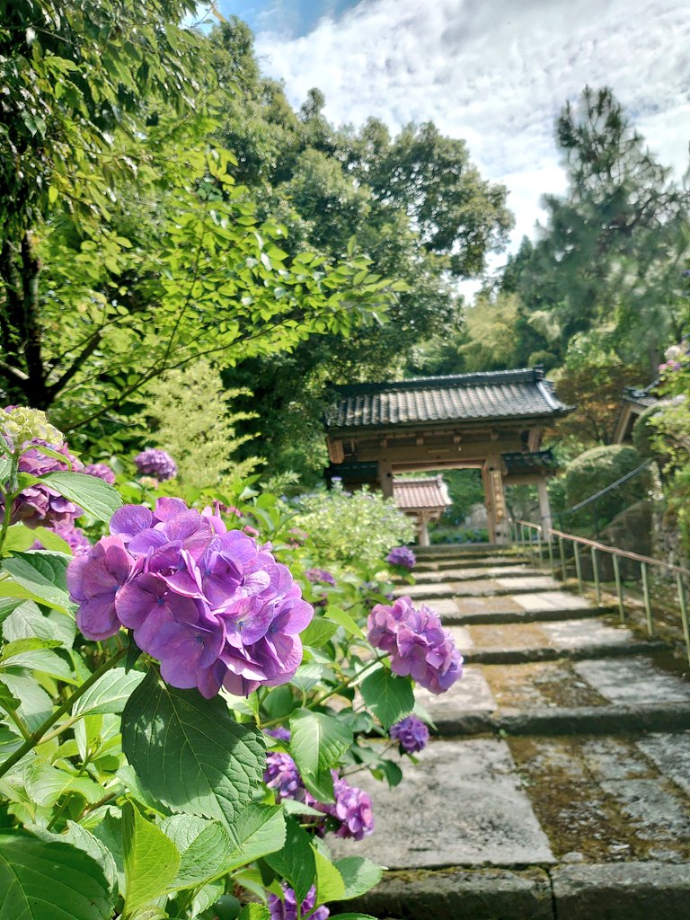 star_tormenta's tweet photo. 本興寺さんと、南砺市の福光道の駅で買った紫陽花。道の駅の花のコーナーは今の時期は紫陽花がもりもりに置いてあって選ぶの楽しいです✨ https://t.co/wpCPj3rK3n