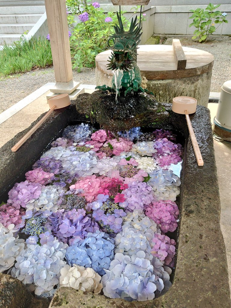 star_tormenta's tweet photo. 本興寺さんと、南砺市の福光道の駅で買った紫陽花。道の駅の花のコーナーは今の時期は紫陽花がもりもりに置いてあって選ぶの楽しいです✨ https://t.co/wpCPj3rK3n
