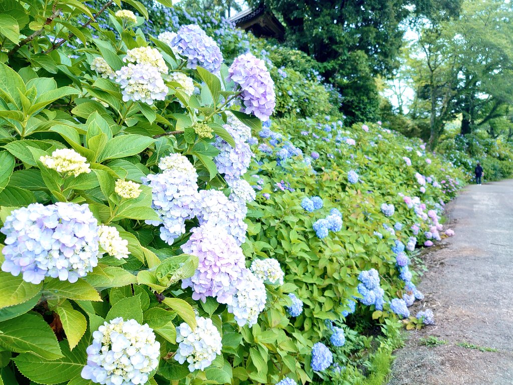 star_tormenta's tweet photo. 本興寺さんと、南砺市の福光道の駅で買った紫陽花。道の駅の花のコーナーは今の時期は紫陽花がもりもりに置いてあって選ぶの楽しいです✨ https://t.co/wpCPj3rK3n