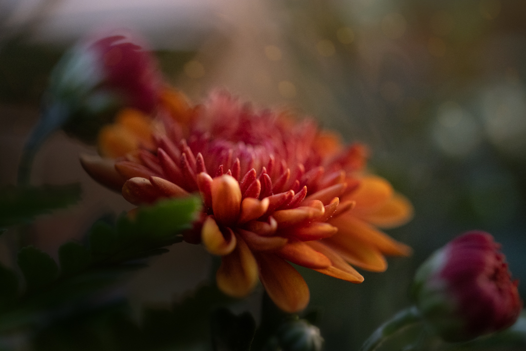 aHeartSoFull's tweet photo. It's FLOWER FRIDAY folks!

You know what to do!!
Quote it or Share it 👇

#PhotoChallenge #FlowerFriday #Nature #FlowerPhotography https://t.co/HfIIVMDvs2