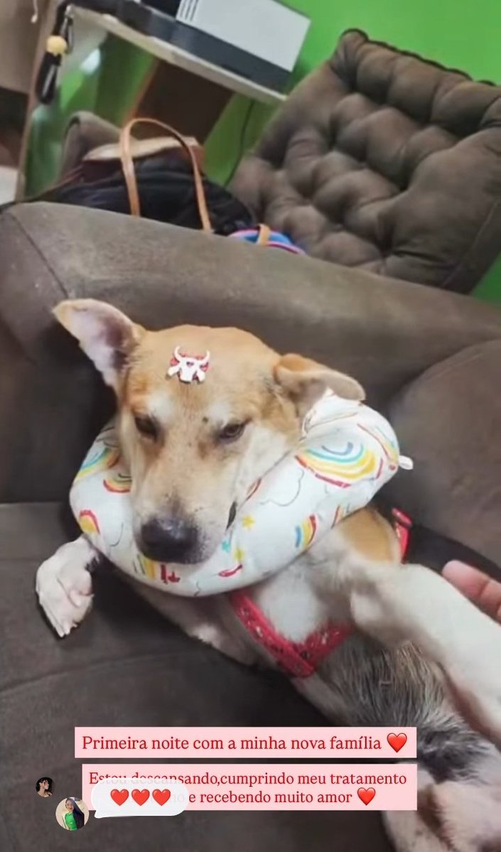 protectbelle's tweet photo. O garamelo cachorrinho que entrou no bumbódromo já tem um lar ❤️❤️ o "lacinho" do tido na cabeça 🥹🤏🏻 https://t.co/CGCPlmAdtJ
