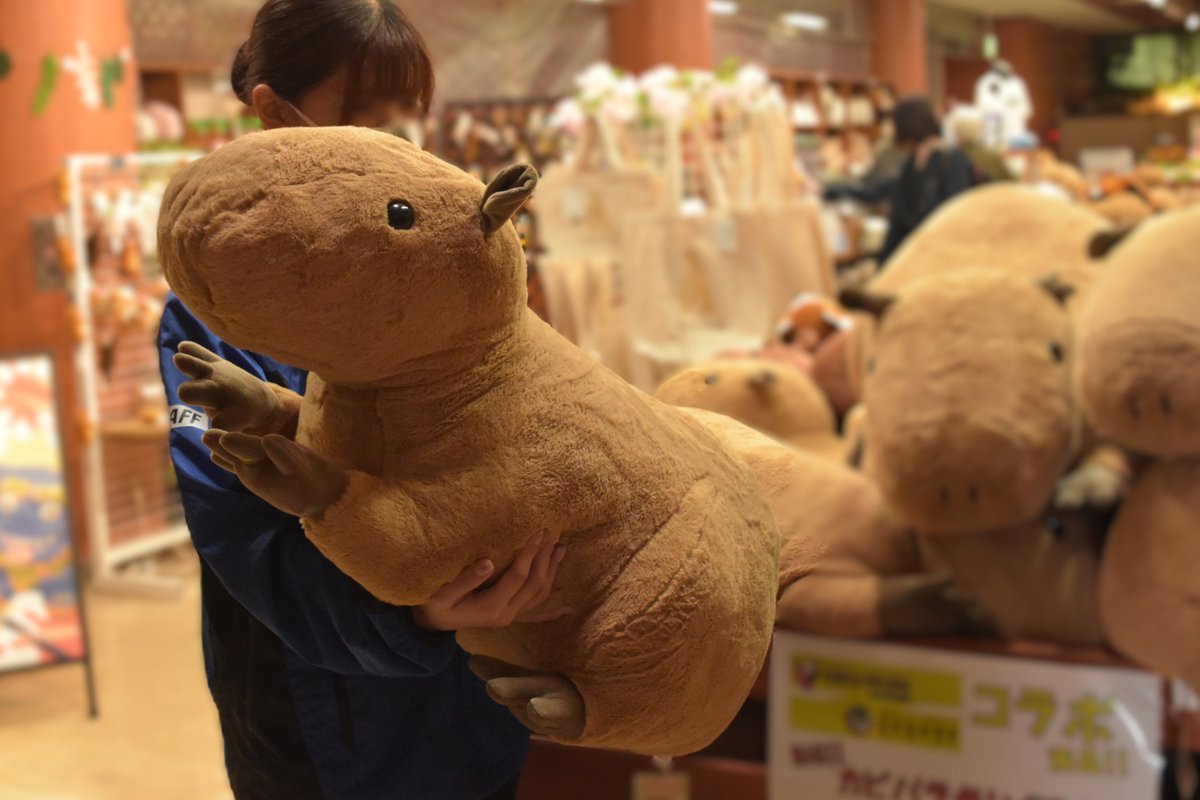 neopark754's tweet photo. ＼\ 夏休みセール！？/／
7/10(金)～8/11(火)、園内ショップ・公式オンラインショップにて、#BIGカピバラぬいぐるみ を特別価格で販売します！
さらに #世界カピバラの日 の7/10(金)は、日頃の感謝を込めてさらにお手頃の価格￥7100(税抜)にて販売いたします。

大きくて柔らかいぬいぐるみです。
この機会に #抱きカピバラ はいかがですか？

※園内ショップは発送を承っておりません。
※オンラインショップは国内配送のみ

▼公式オンラインショップ「ネオパークしましまオンライン」
https://t.co/Refek7nzfk

#ネオパーク　#カピバラ