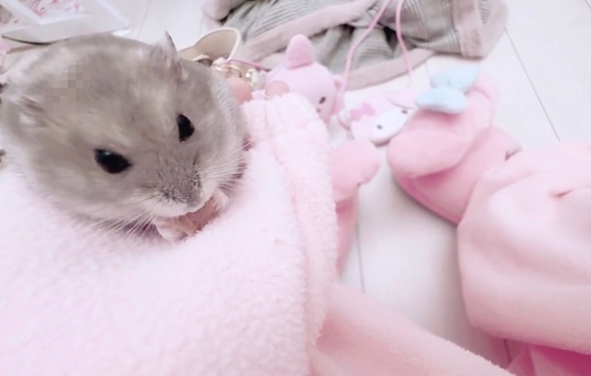 wwwwwwpr's tweet photo. ぴんくねこさん https://t.co/Gvu3F9qYjj