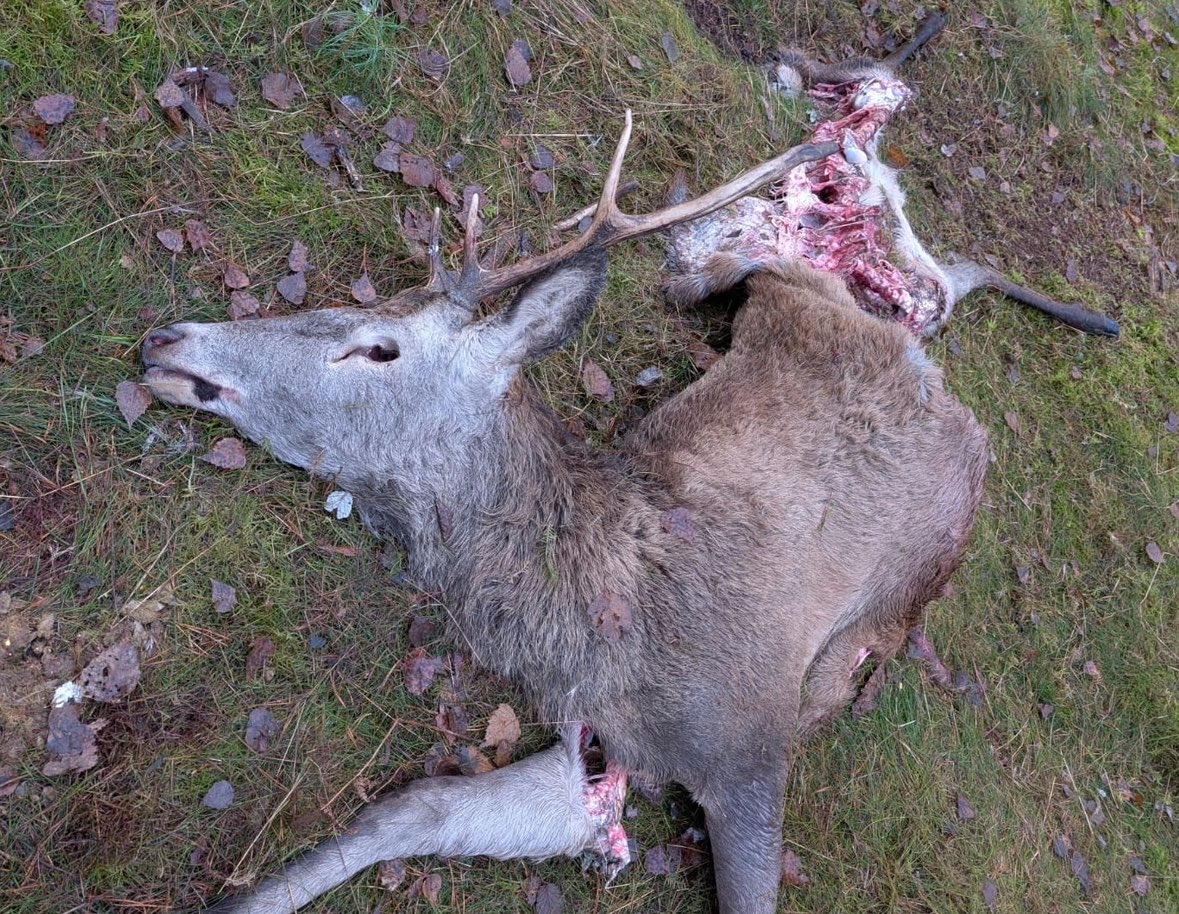 AvanStraaten's tweet photo. Honderden foto’s heb ik van aangevallen en opgevreten herten, maar dat laten de wolvenknuffelaars met hun roze wolvenbril op inderdaad niet zien, want dat is niet goed voor het draagvlak van de wolf.🤡 https://t.co/91UkNXp04p