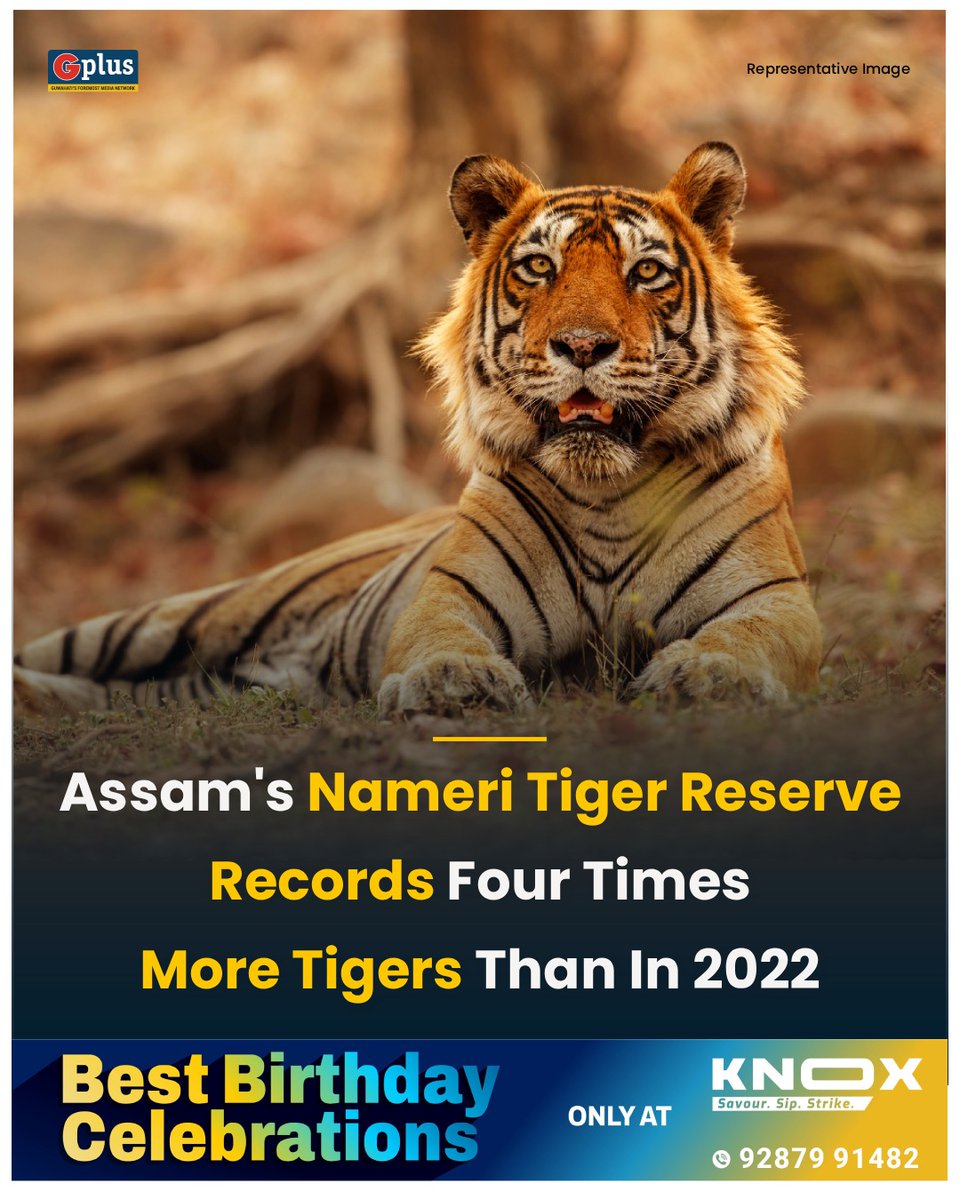 guwahatiplus's tweet photo. NEWS | #Assam has recorded a major wildlife conservation milestone, with the tiger population in Nameri Tiger Reserve increasing fourfold over the past three years, according to the latest Phase-IV All India Tiger Estimation (#AITE) monitoring.

Read: https://t.co/pK6Z0MB9xg

@CMOfficeAssam @assamforest @jayanta_malla