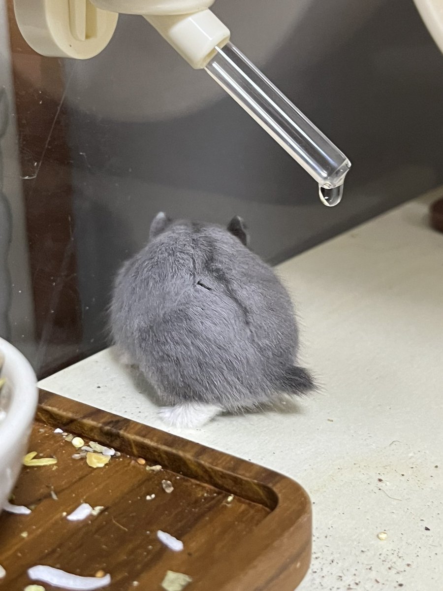 monjicotti's tweet photo. 작아… https://t.co/ZDfbUBZ97M