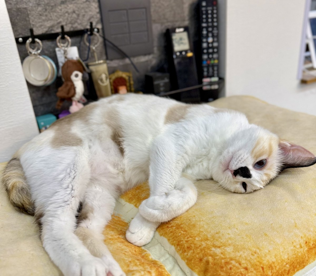 omochi_nam01's tweet photo. やぁ、まめちゃん。 キミの毛色の事ね。 フォロワーさんが色々教えてくれたのよ。 とりあえず君の毛色の事は「リンクスポイントトーティ・シャム三毛・豆大福柄まめオリジナルまめちゃんカラー」と呼ぶ事にします。 https://t.co/qRWZJDNCKF