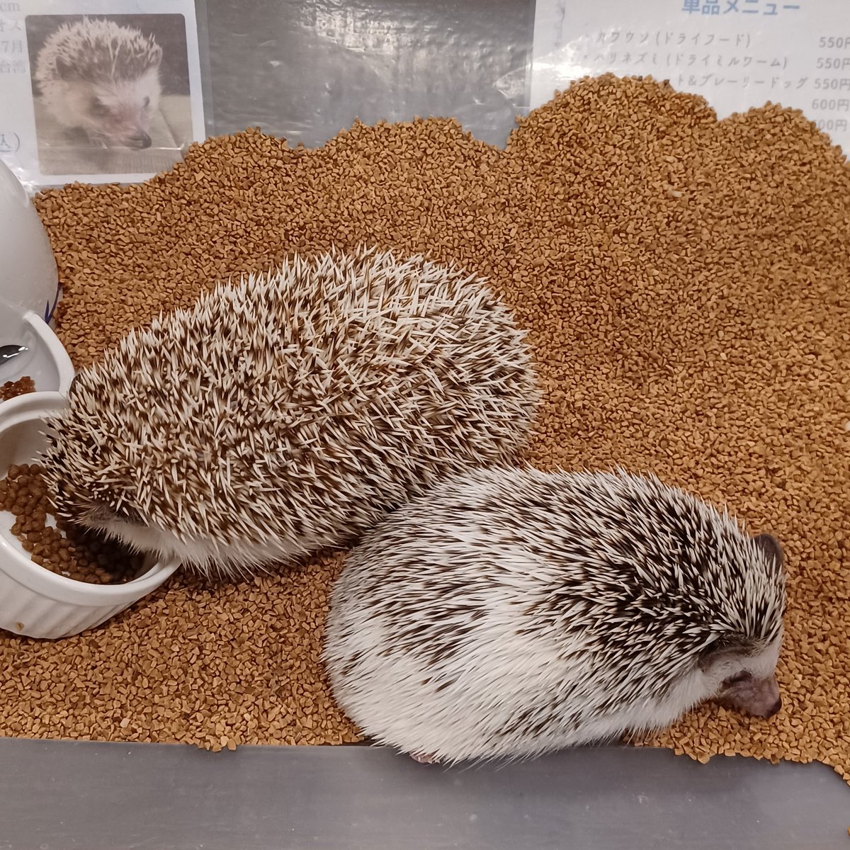 ハリネズミのおちり🍑 めためた可愛いｯｯｯｯｯｯ！！！！🦔 寝てるのも