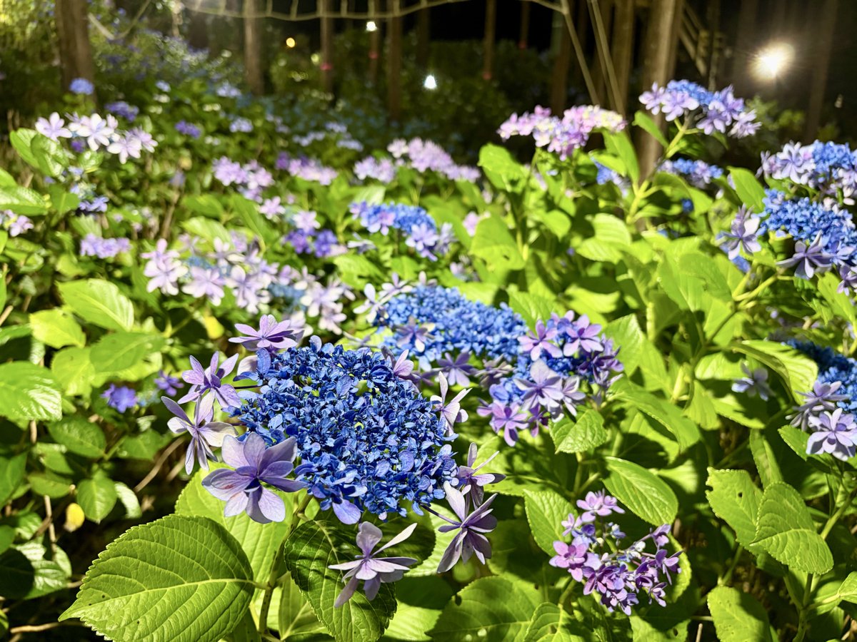 exactly_1122's tweet photo. オリジナルの品種とか色んな種類があって、どのあじ��いもキレイ💠🪻💐

また来年も行く🥹✨ https://t.co/Q7JYXZOjZx
