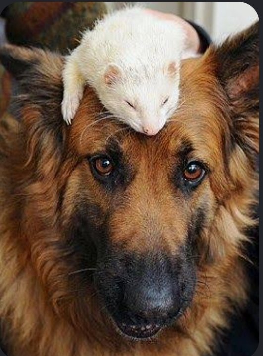 Ferretzes's tweet photo. https://t.co/HcqDJkjqgu