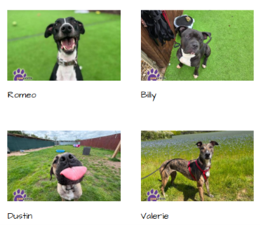 PDRescue's tweet photo. #adoptdontshop #Warwickshire #rescuedogs 

https://t.co/viulslvIfS https://t.co/RZelQrMR3r