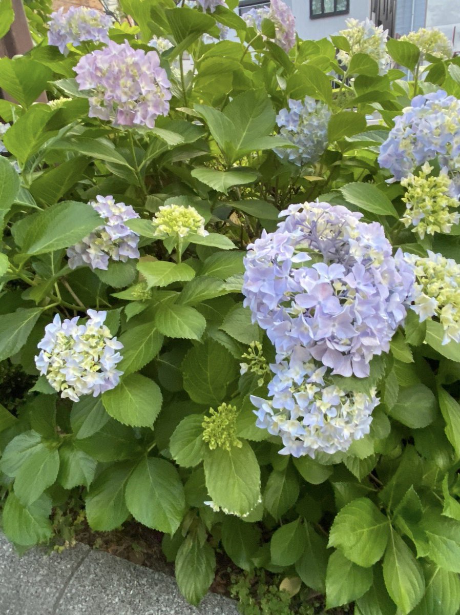 kemi7a's tweet photo. この一週間の様子を担当医に伝え、質問をたくさんした。より確実な診断のために穿刺吸引細胞診を受ける事になった。
注射器で抜き取るなんて！と怖気づいたけど一瞬で終わった、これもまた経験。結果はまた一週間後。ミントティーを飲んでともかく今夜はゆったり寝よう。 https://t.co/dEwleg624k