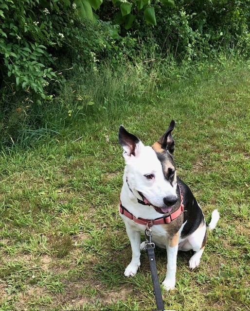 lisaburkin's tweet photo. It's another hot one on the Vineyard, so Lena &amp; I didn't last long on our morning outing...looks like we'll have to have our fun in the a/c this holiday weekend! Stay cool folks! https://t.co/07OInGcsza