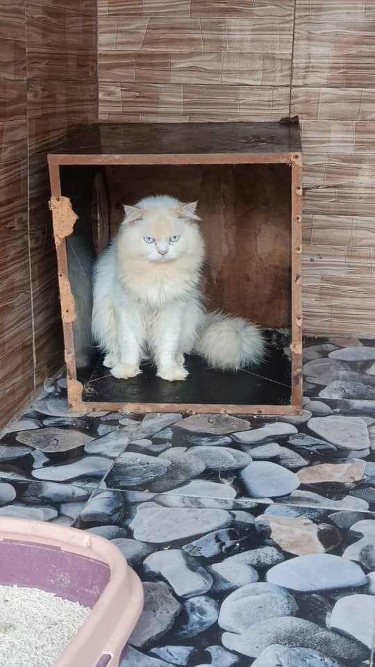 Catng_'s tweet photo. After a long break we're back here.

Walk with us in July as a catlover 😍 😻 

Can't wait to see you adopting one of our babies https://t.co/aU2x6tuBL4
