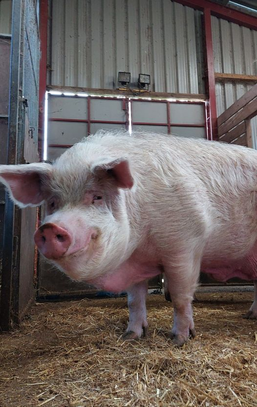 hilltopgina's tweet photo. Time is running out for Gandalf &amp; the other 9 giant boars &amp; their barn ⌛️

Surely to god people en masse can all donate to save them &amp; their barn. 

Everything is upside down in this world 😔

All we need is a retweet from a big account 😔

https://t.co/xlGWCKosY2 https://t.co/9MMzslm1xA