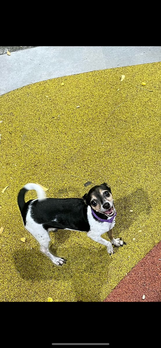 AlertaMePerdi's tweet photo. #PERDIDA #QUITO
Nombre: #Noa
Fecha: 2026-05-19
Sector: Centro, trayecto De quito a tulcan. Terminal 
Sexo: Hembra
Raza: Pinscher 
Observación: Color vaquita
Contacto: 0985154507
¡Ayúdalo a volver con su familia!
 #AlertaMePerdí https://t.co/fsJAbJaZXl