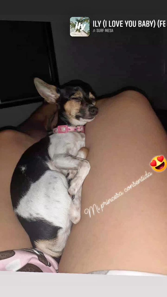 AlertaMePerdi's tweet photo. #PERDIDA #QUITO
Nombre: #Noa
Fecha: 2026-05-19
Sector: Centro, trayecto De quito a tulcan. Terminal 
Sexo: Hembra
Raza: Pinscher 
Observación: Color vaquita
Contacto: 0985154507
¡Ayúdalo a volver con su familia!
 #AlertaMePerdí https://t.co/fsJAbJaZXl