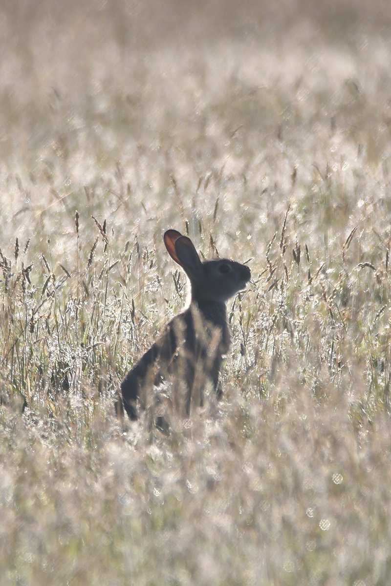 nealesmithworld's tweet photo. Rabbit 
Bude Cornwall 〓〓
#Bude #Cornwall 
#Rabbit https://t.co/dXfkSdYvFm