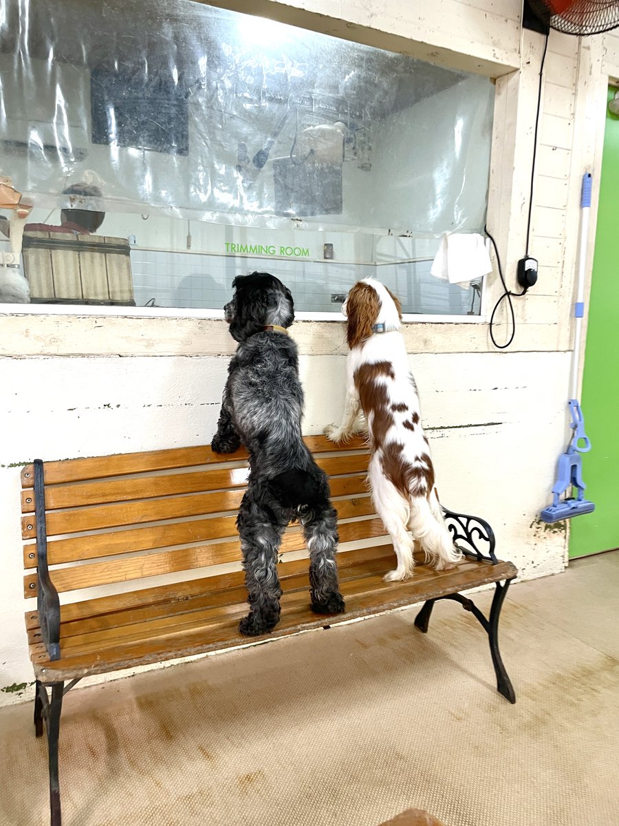 cuddlykouhou's tweet photo. 「ねぇねぇ何してるの〜？」
覗きたがりのスパニエルコンビ🐶

#イングリッシュコッカー #ココ
#キャバリア #ロイ
#わんわん広場
#阿蘇 #カドリードミニオン https://t.co/422YM5LDxT