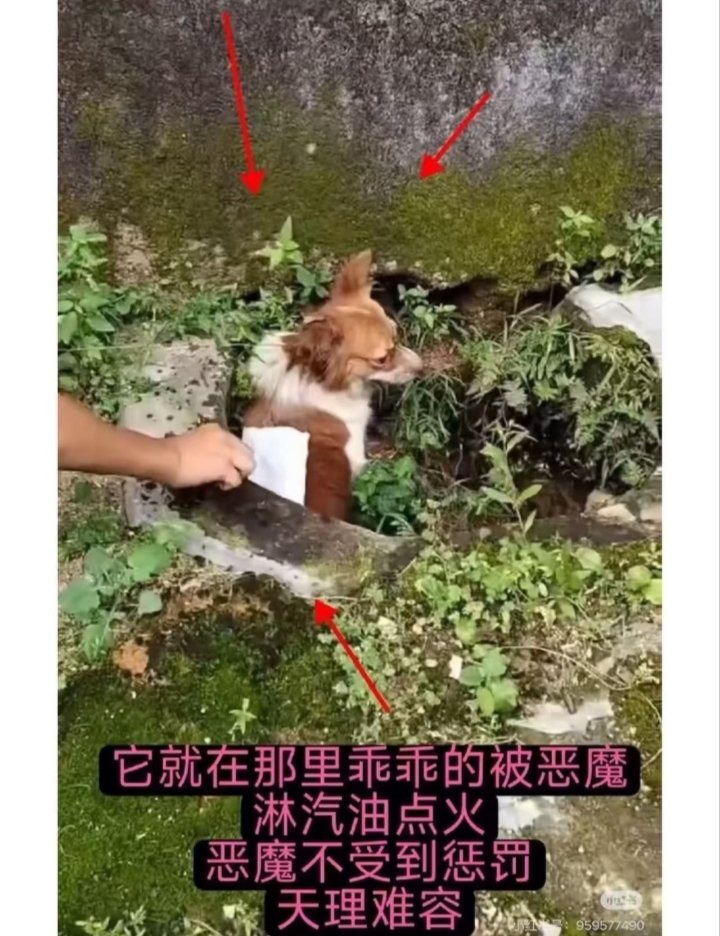 yying2047908's tweet photo. @TGTM_Official 它被烧的时候还摇着尾巴 我看了真的难受 在狗狗被大火烧了一阵子以后，大部分火灭了，还没有烧死但是头上还有余火在烧着头顶眼睛口鼻周围，烧的奄奄一息的时候，狗还在弥留之际，还在张着嘴呼吸眨着眼，狗已经重度烧伤几乎休克了还在被抽打，我想问但凡有点人性的会这么残忍吗？？ https://t.co/h4kQnK31ag