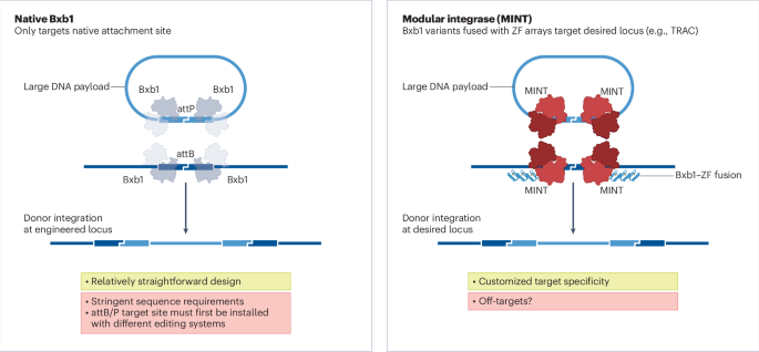NatureBiotech's tweet photo. A retargeted recombinase for precise insertion of large DNA #NBTNV https://t.co/7s1dwgI0jM https://t.co/ne6zEiyefv