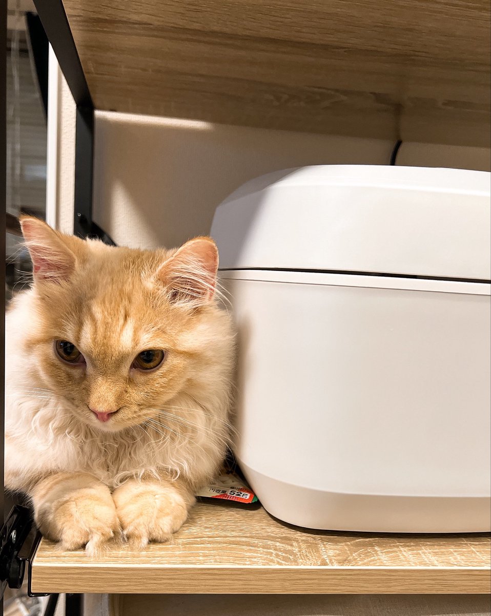 arthur_1217's tweet photo. 飼い主、ご飯食べ過ぎにゃ
炊飯器パッとみたらなんとも言えない顔してた

#猫　#マンチカン https://t.co/0vBhMiQ3sg