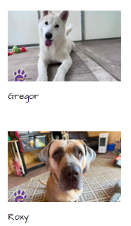 PDRescue's tweet photo. #adoptdontshop #Warwickshire #rescuedogs 

https://t.co/viulslwg5q https://t.co/rLWR42mYhe