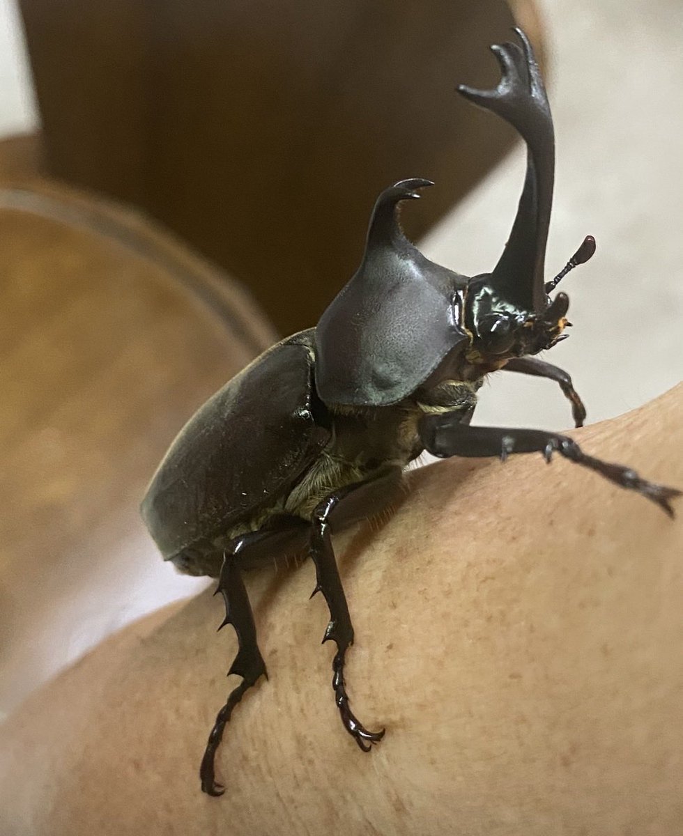 isaodoo's tweet photo. 7月1日生まれです！

ヘラクレスオオカブトよりもカッコいい！
強い強い！痛かった！と、店主より。笑😂 https://t.co/J8TS0ohHuC