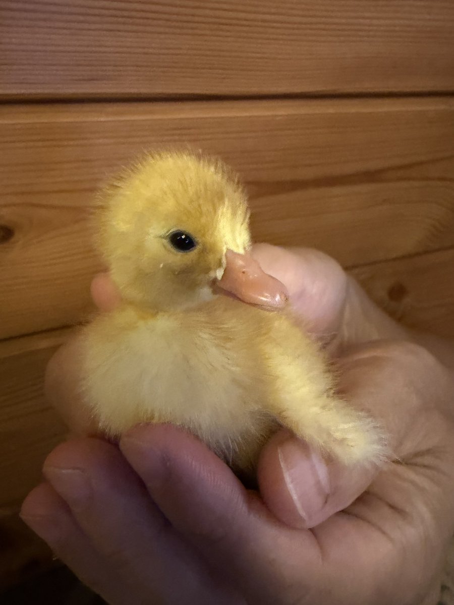 zootime2017's tweet photo. 今年もコールダックのヒナが誕生しております🦆

次回の番組では、孵化には欠かせない孵卵器の解説番組です。 「１万円以下の激安孵卵器と高価な孵卵器は何が違うのか」を徹底比較しながらご紹介していきますね。

 📖「コールダック飼育 完全ガイド」絶賛発売中！ https://t.co/UbHHl9jRan https://t.co/X4L2NwFMaK