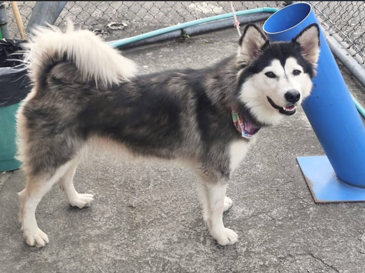 sgcol's tweet photo. 🐶 #ServicioSocial | Esta perrita llegó a las instalaciones del Servicio Geológico Colombiano, en Bogotá (Diagonal 53 #34-53), y al parecer está perdida. Lleva una pañoleta de colores, pero no tiene collar y estamos seguros de que alguien la está buscando.

Si la reconoces o conoces a su familia, por favor ayúdanos compartiendo esta publicación o comunícate con nosotros. ¡Queremos que regrese a casa! 🏡❤️