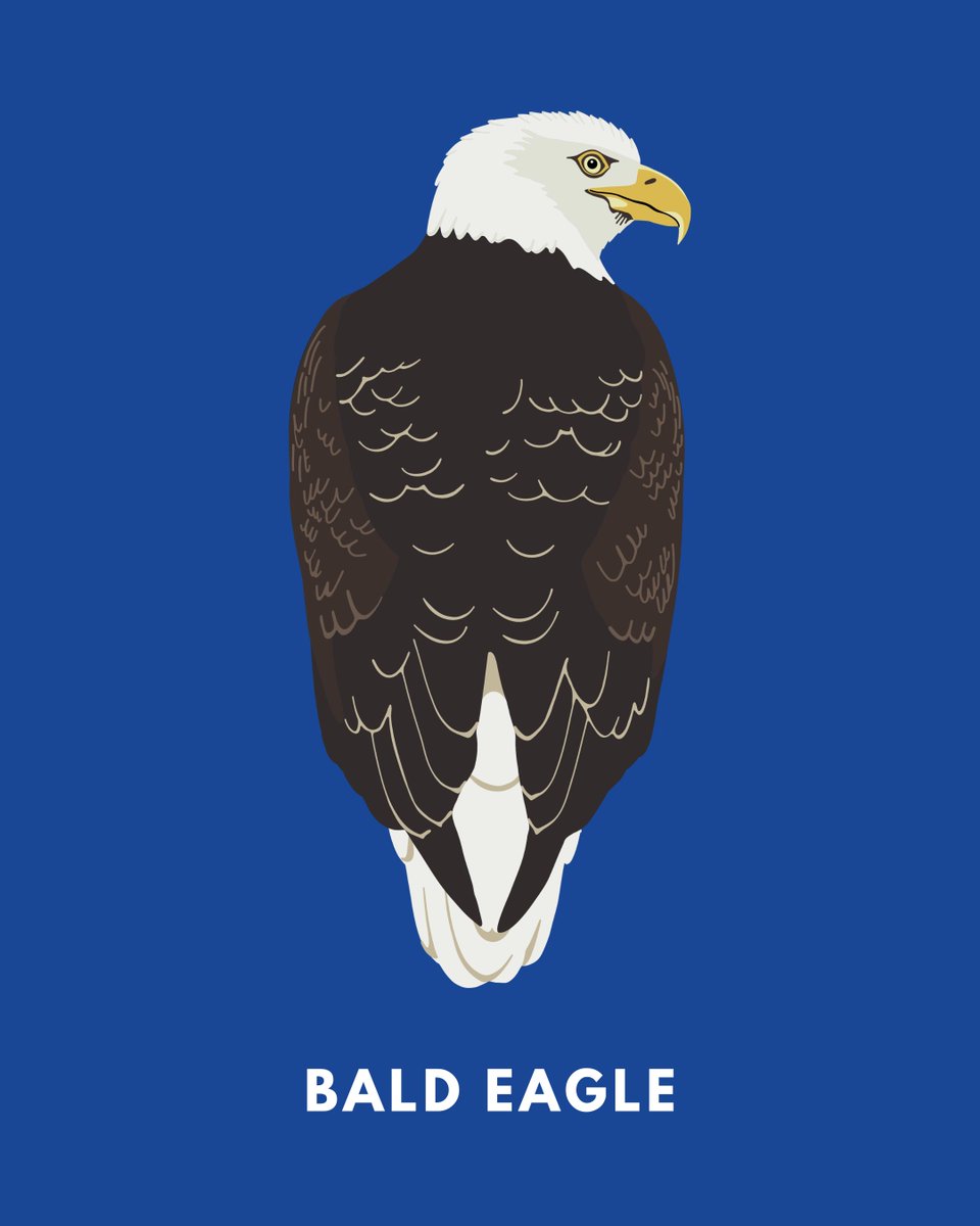 colorflock's tweet photo. The Bald Eagle has landed! 🦅 

Please welcome this iconic bird of prey to the flock. Now through Sunday, save 20% on all Bald Eagle goods. https://t.co/7MFtSMRloH