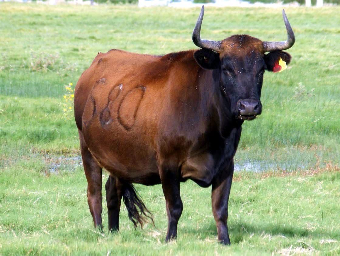 Zacatepec_toros's tweet photo. La 580 Sabandija, castaña bragada con su becerra coletera. Es una vaca muy Murube con el color negro característico de los cuernos (astinegra).
Tiene 11 años y 7 crías. Desde que fue aprobada solo ha dejado un año abierto. Con un promedio alto en la calificación de sus hijos. https://t.co/k0nbFbthHp