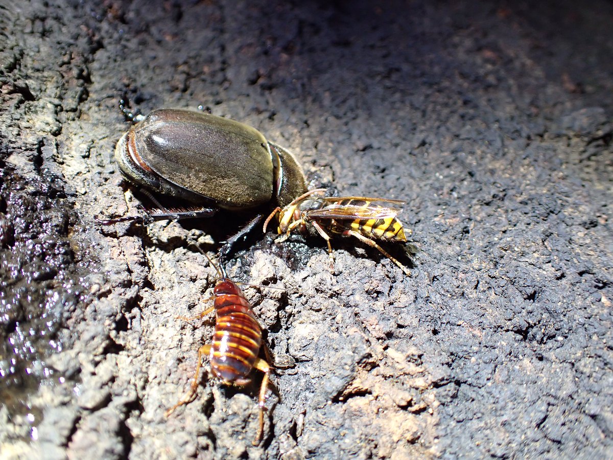 53bukuron's tweet photo. モンスズメバチ
カブトムシ♀
クロゴキブリ幼虫
ヤマトゴキブリ幼虫
夜行性の方達
オオスズメバチがいないからみんなワキワキしてる https://t.co/XKoGmQnY92
