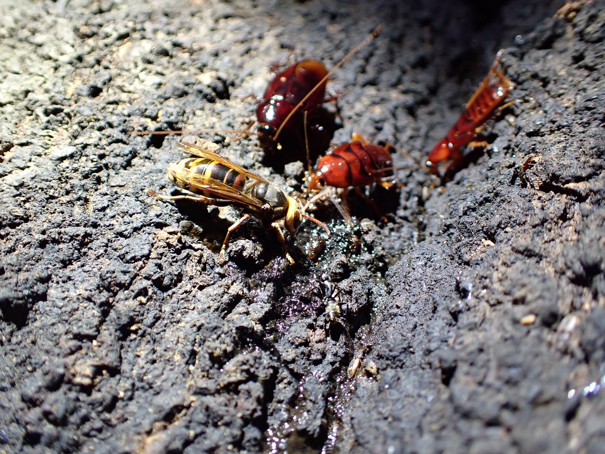 53bukuron's tweet photo. モンスズメバチ
カブトムシ♀
クロゴキブリ幼虫
ヤマトゴキブリ幼虫
夜行性の方達
オオスズメバチがいないからみんなワキワキしてる https://t.co/XKoGmQnY92
