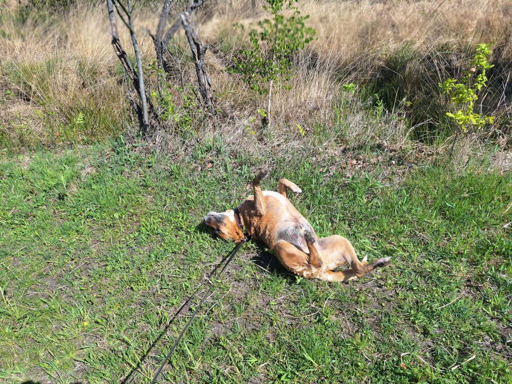 Aesthetic1333's tweet photo. .
Error 404: Dog.exe has stopped working. 🛑
Please insert treats or belly rubs to reboot! Just rolling around and loving the Great Outdoors today.
Who else’s best friend is a professional grass-roller? 🐕✨
#GoodBoy #DogRoll #FunnyPets
. https://t.co/uLSkhcGrlO