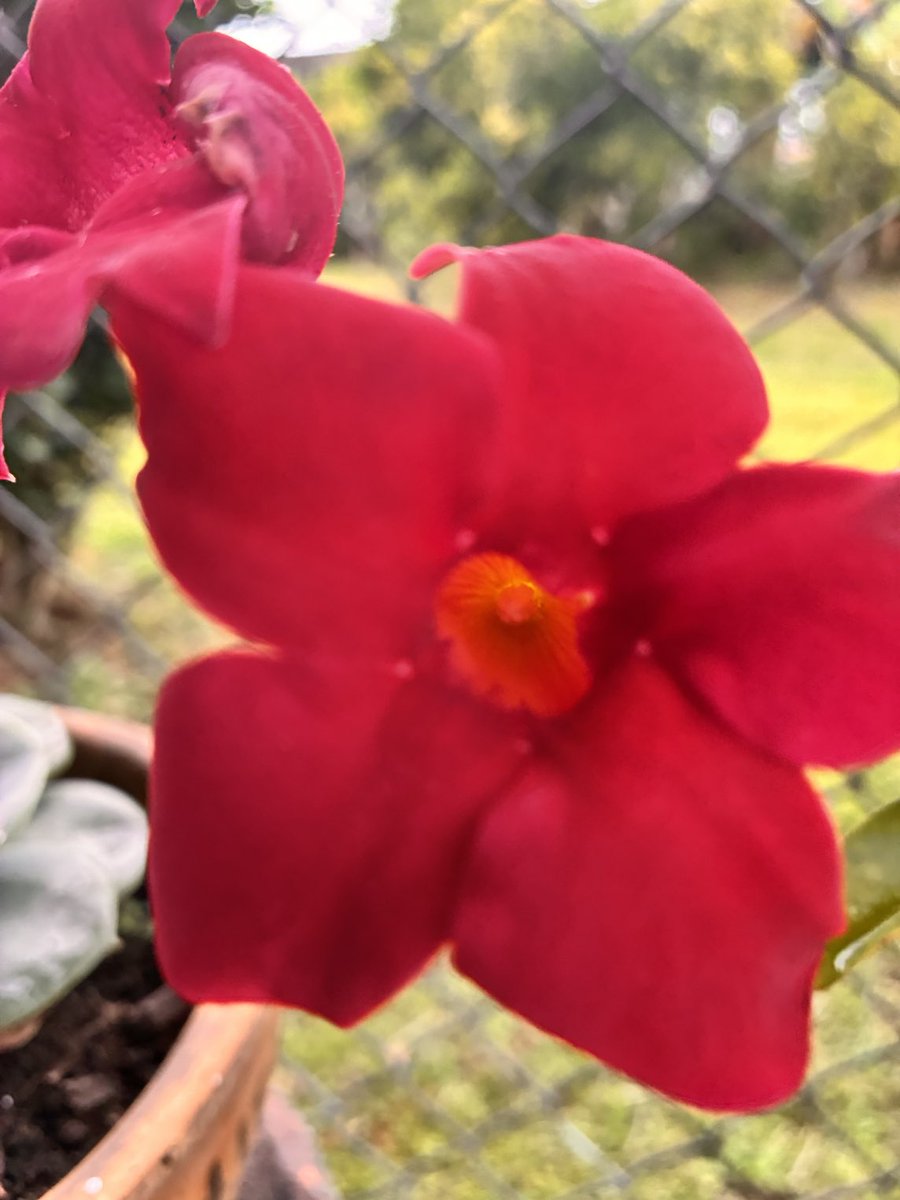 RubyGaleanoRoja's tweet photo. #flowrer https://t.co/PprDE6rmsx