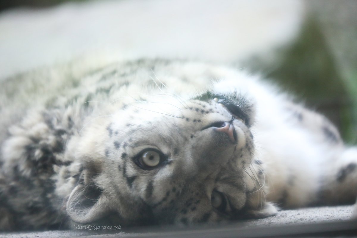 yukihyouちゃん♡ ユキヒョウ