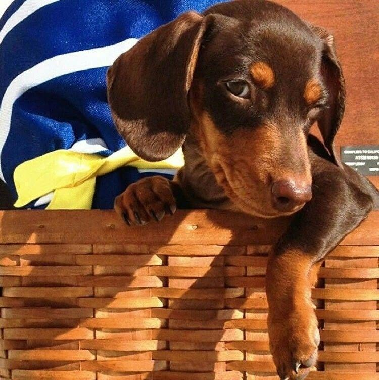 salsichinhas's tweet photo. - Seu salsichinha morde?
- Não, ele seduz https://t.co/I53dZ5OuEZ
