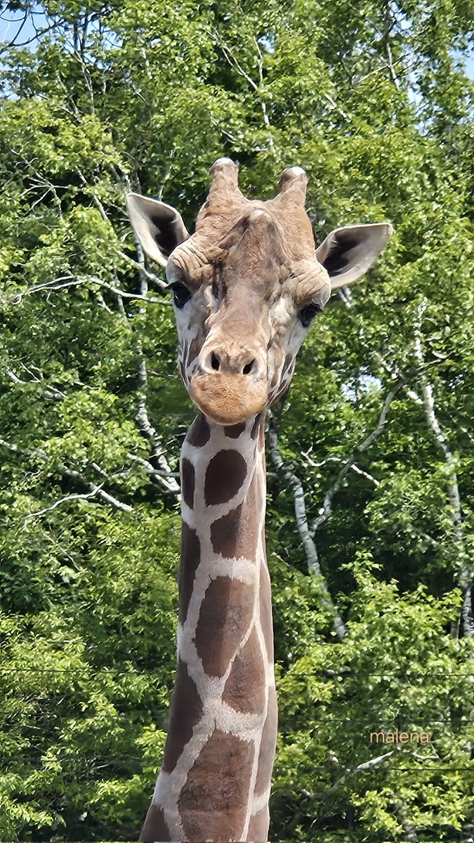 malena11080101's tweet photo. コハクくん昨日7/2
7歳のお誕生日でしたね🦒
おめでとうございます🎊
好奇心旺盛な優しい表情でいつも和ませてくれてありがとうね😊
健やかに過ごしてね🦒
 #アミメキリン  #釧路市動物園 https://t.co/yc8euhko1a