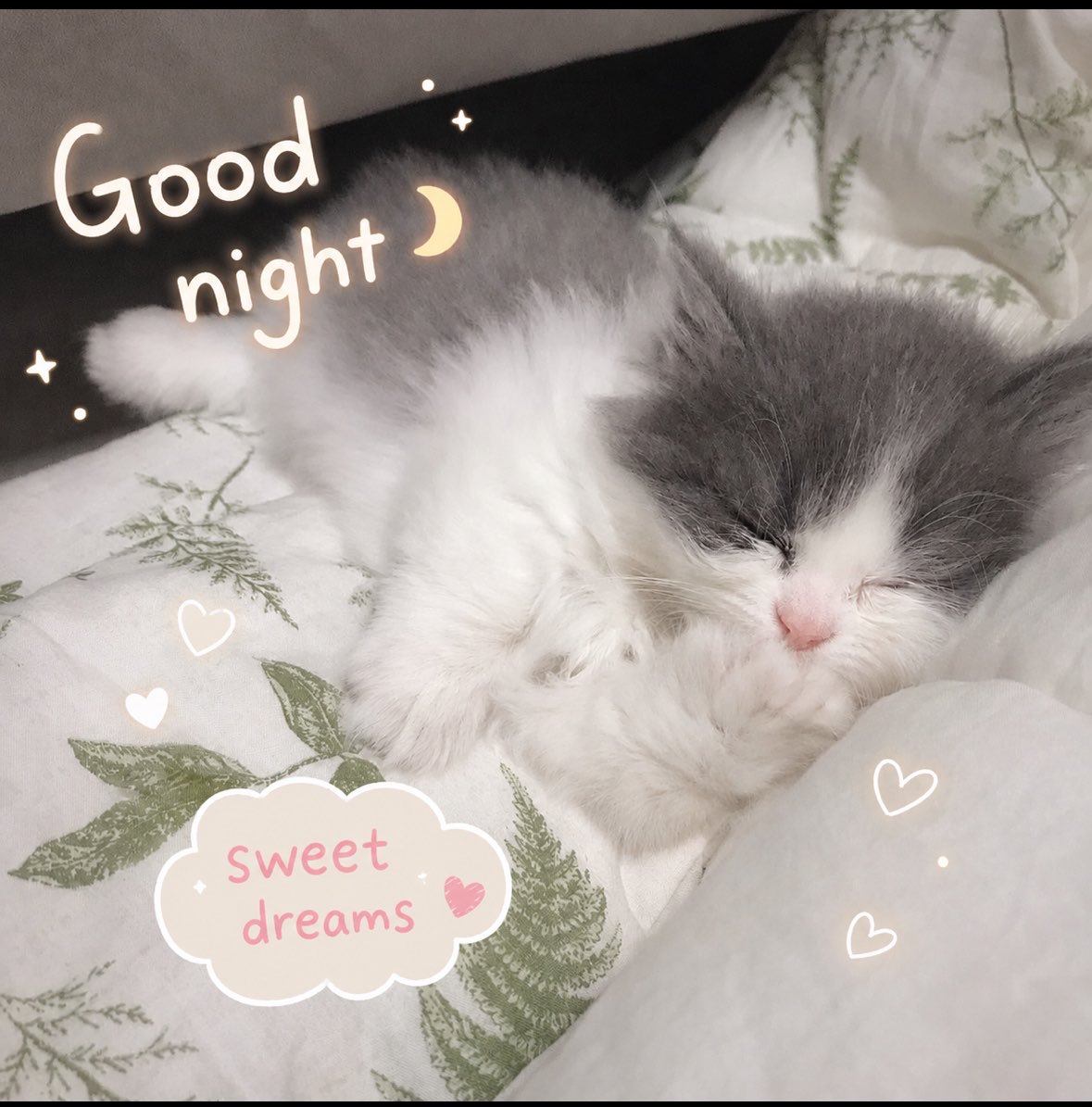 Sspsct's tweet photo. คืนนี้ขอให้หัวใจได้พักจากทุกเรื่องที่เหนื่อยมาทั้งวัน นอนหลับให้สบาย ตื่นเช้ามาพร้อมกับความสดชื่น ‧₊˚ ☁️⋅♡𓂃 ࣪ ִֶָ☾.

                  - 𝙶𝚘𝚘𝚍 𝚗𝚒𝚐𝚑𝚝   -ᶻ 𝗓 𐰁 https://t.co/xL7KTogCdi