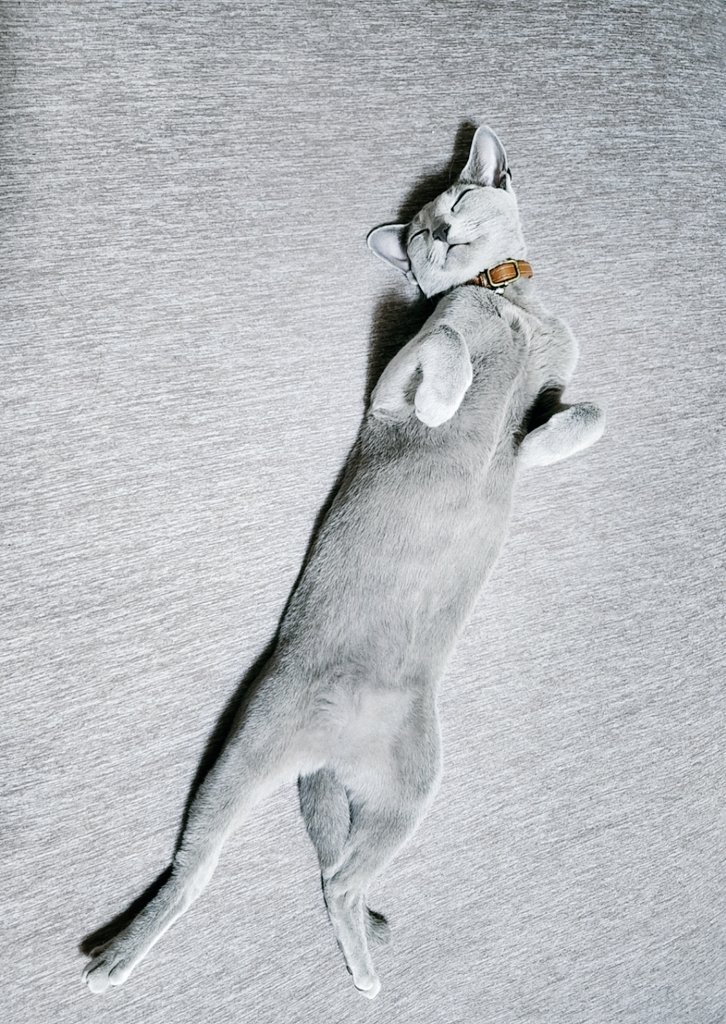 __ituka__'s tweet photo. なぜうちのこは厨ニ猫フィギュアのような寝方をするのか
#猫のいる幸せ #猫のいる暮らし
#ねこかわいいね https://t.co/xhNbnAfko0