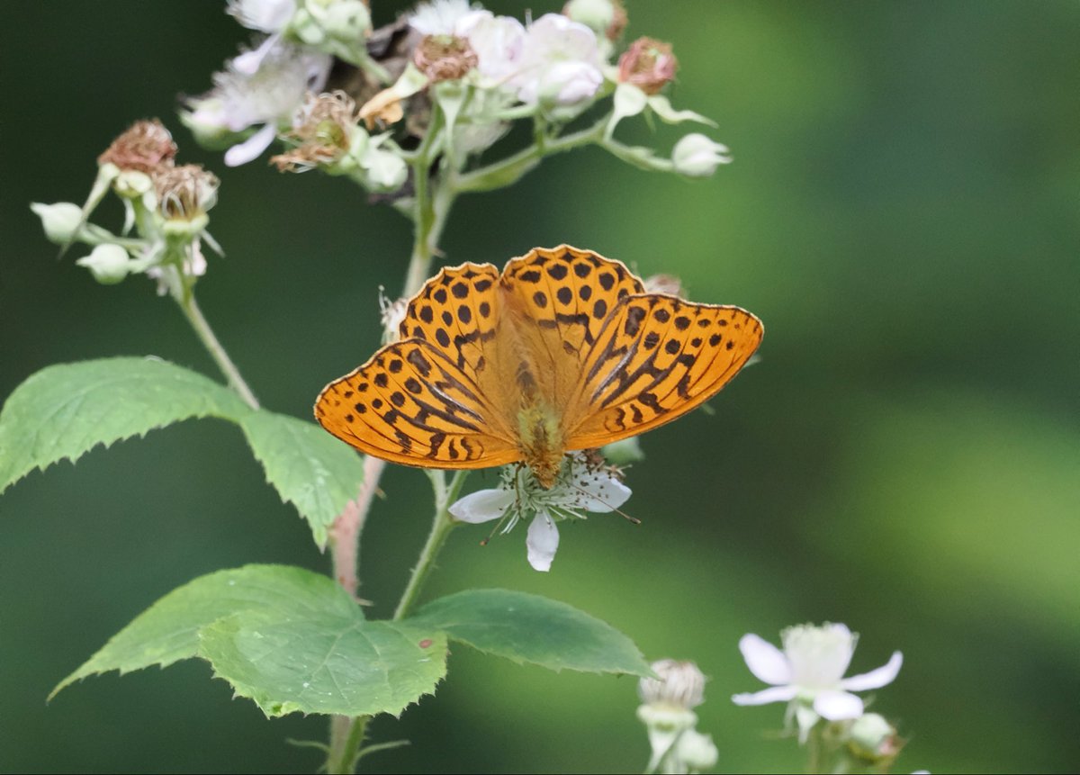 DeenaSharp18's tweet photo. Male Silver-washed Fritillary, Cabilla Woods, Cornwall.
@Cornwall_BC @savebutterflies @WildlifeTrusts #butterflies
#WildCornwall #wildlife https://t.co/HVvVBLNZkT
