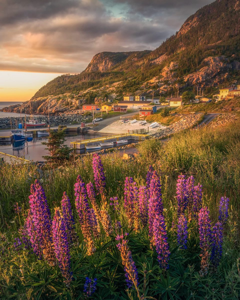 gord_follett's tweet photo. Some places don't need dramatic weather to stand out.

A quiet sunset with a hillside covered in lupins, fishing boats resting in the harbour, and the warm light catching every house before the sun slips away. It feels like a lot of Newfoundland packed into a single frame. https://t.co/eVp4sQHLga